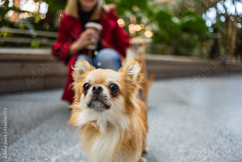 Chihuahua dog with woman in background photo