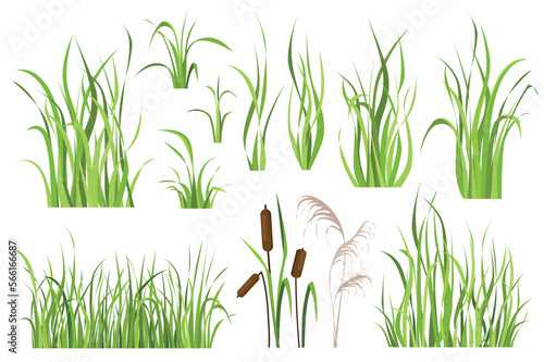 Cane and reed plant set graphic elements in flat design. Bundle of green grass of sedge, cattail, swamp herbs, other marsh grass for wetland landscape decoration. Vector illustration isolated objects photo