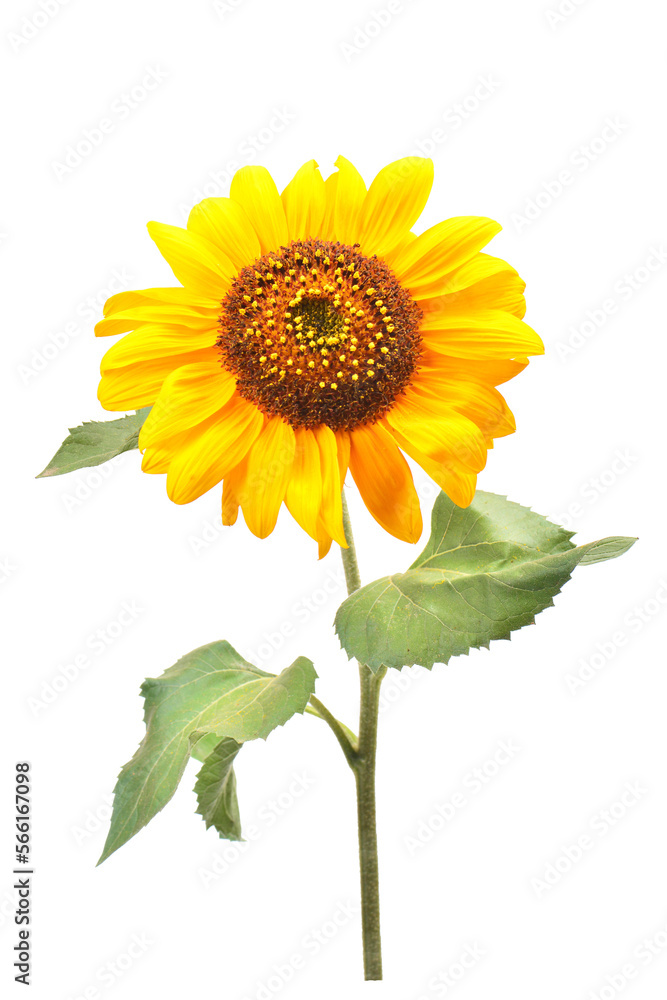 Obraz premium Sunflower isolated on white background