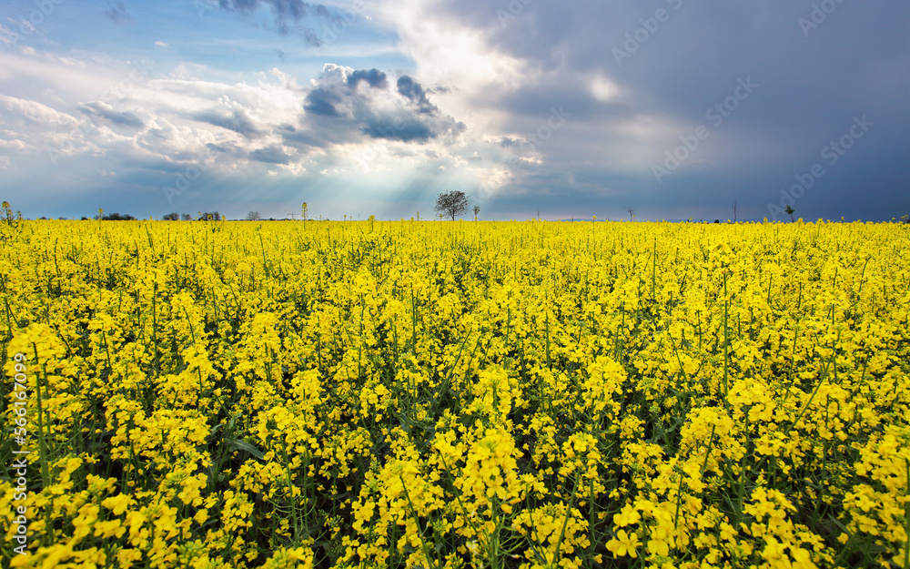 Approaching thunderstorm to blossoming rapeseed field, concept of weather forecast and eco-tourism Approaching thunderstorm to blossoming rapeseed field, concept of weather forecast and eco-tourism