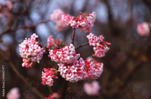 Pink blooming snowball blossoms (Viburnum)