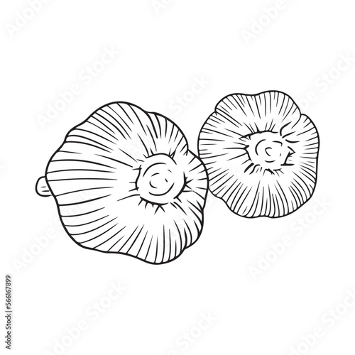 Realistic two garlic illustration in black isolated on white background. Hand drawn vector sketch illustration in doodle engraved vintage outline style. Spice vegetable  ingredient tasty  healthy food