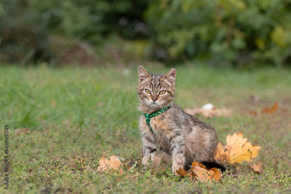 Walking a domestic cat on a harness. Cute striped kitten sits in the grass in the park.Teaching your pet to walk.