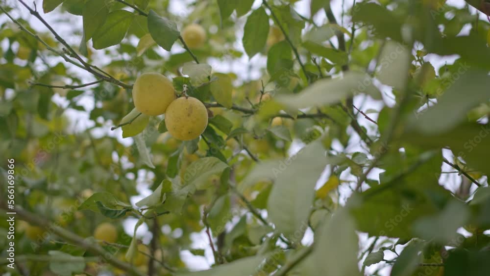 Lemon hangs on a tree. Lemon tree in the garden. Zoom in Lemon hangs on a tree. Lemon tree in the garden. Zoom in