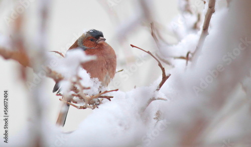 Common Chaffinch (Fringilla coelebs) is a songbird that lives in Asia, Europe and Africa. These birds come to the hevsel gardens in Diyarbakır in snowy weather.