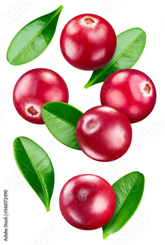 Isolated cranberry. Fresh organic cranberry with leaves isolated clipping path. Cranberry macro studio photo.