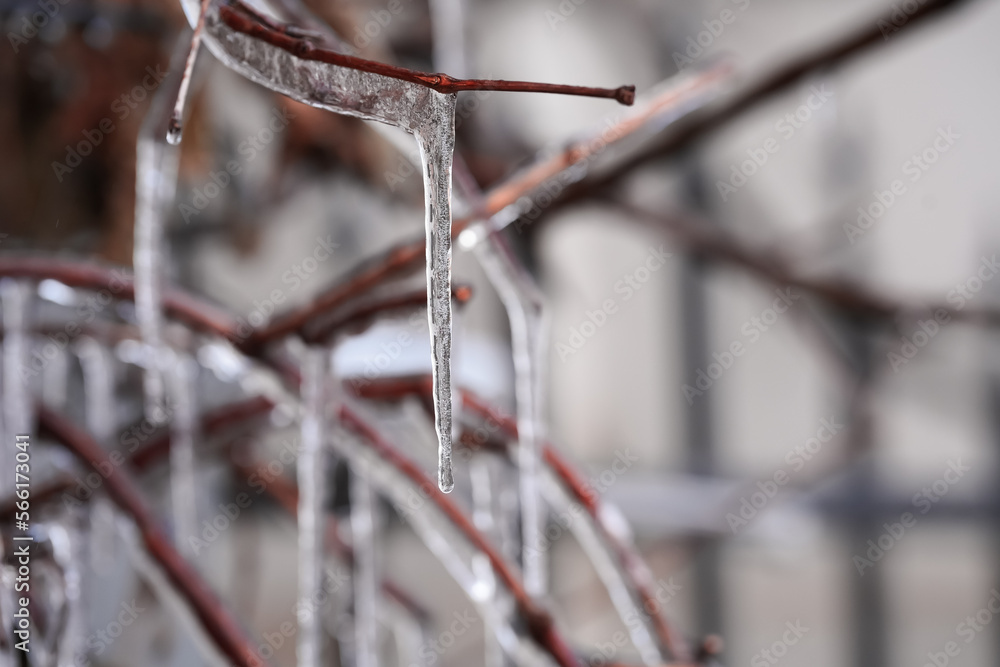 Freezing rain photo during a winter morning. Frozen ice on the branches of a tree.