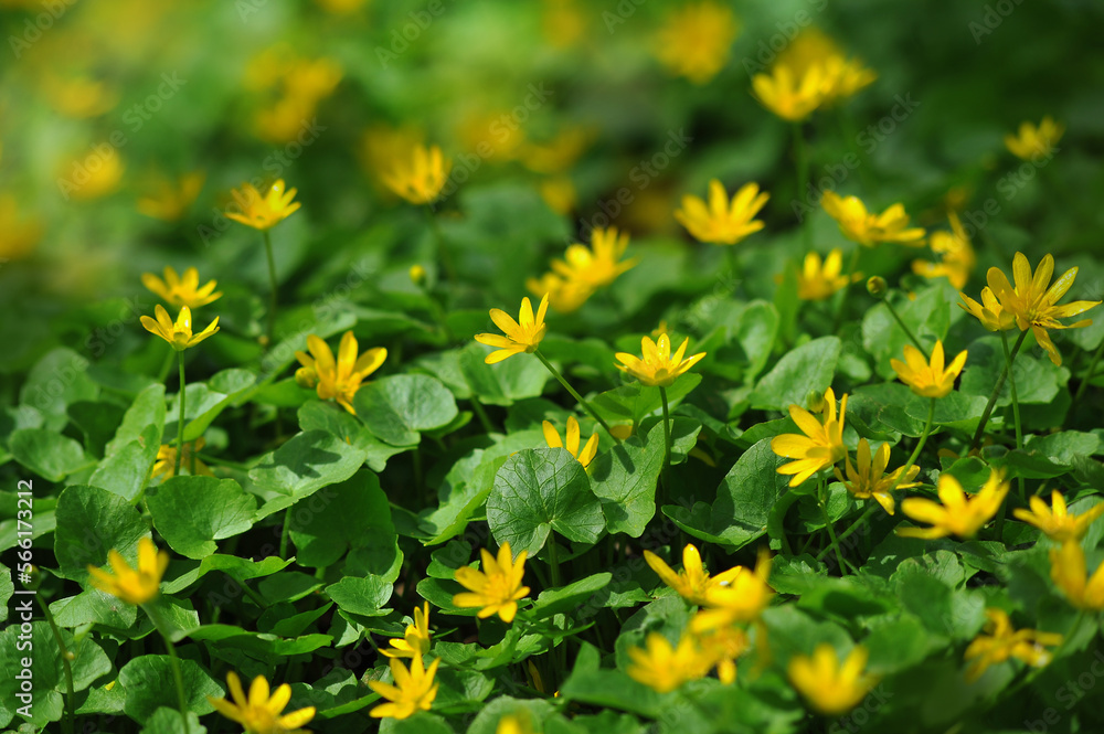 A meadow of blooming yellow wild-growing buttercups in springtime. Selected focus. Spring ,awakening of nature concept. Free copy space. A meadow of blooming yellow wild-growing buttercups in springtime. Selected focus. Spring ,awakening of nature concept. Free copy space.