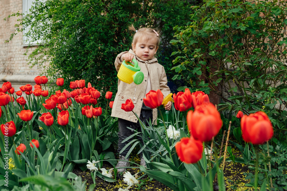 Spring Gardening. Cute toddler little girl in raincoat watering red tulips flowers in the spring summer garden Spring Gardening. Cute toddler little girl in raincoat watering red tulips flowers in the spring summer garden