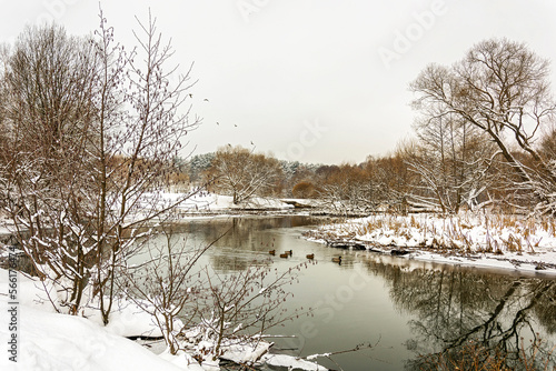 Winter landscape. Wild ducks swim in the river