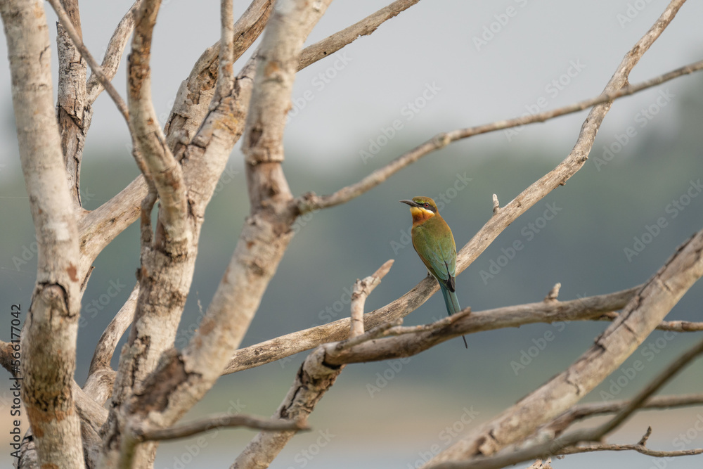 European bee-eater ( Merops apiaster ) is sitting on a twig European bee-eater ( Merops apiaster ) is sitting on a twig