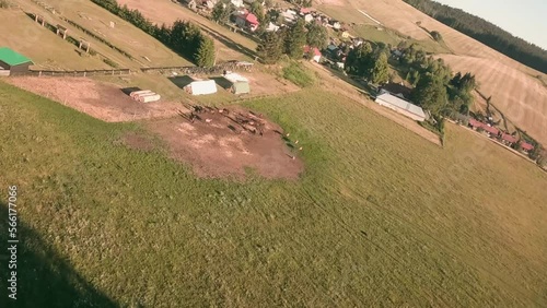 Fast aerial diving footage from FPV racing drone. Flying above and through the spruce trees towards a herd of Hucul horses grazing on a pasture in Sihla, Central Slovakia. photo