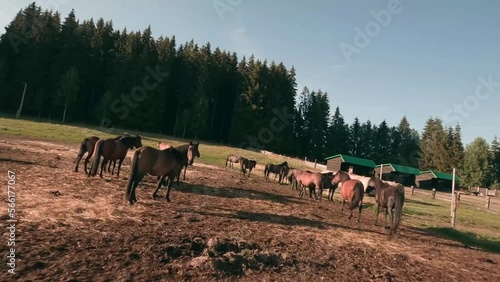 Flying very close in between beautiful calm brown Hucul horses with a FPV racing drone. Flying above the enclosure in the village of Sihla, Central Slovakia, Central Europe. photo