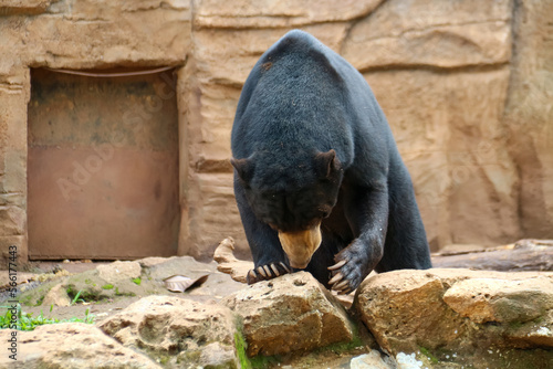 Sun bear with the Latin name Helarctos malayanus is black in a zoo cage photo