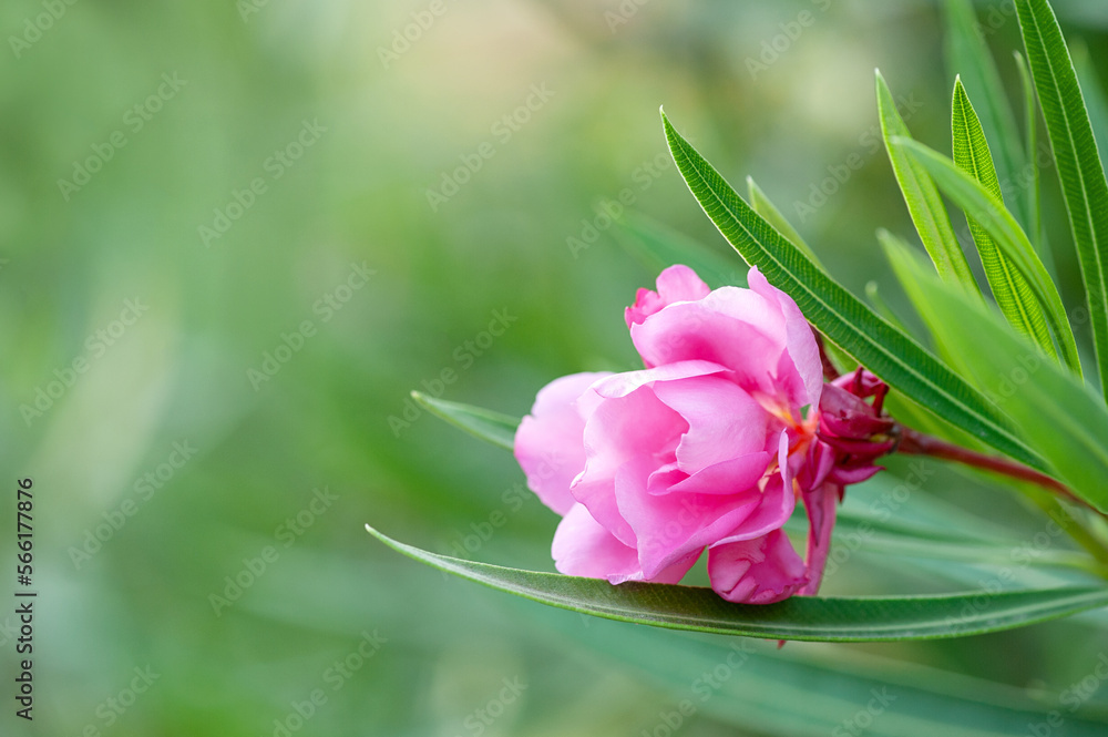 A beautiful pink delicate flower on a blurred background of nature.