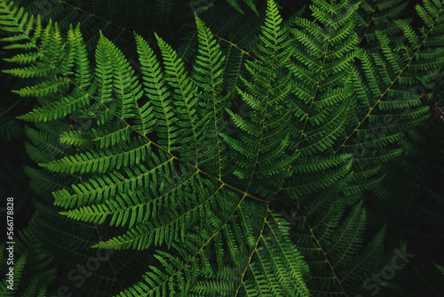 Western brackenfern  common bracken fern plant as abstract nature background