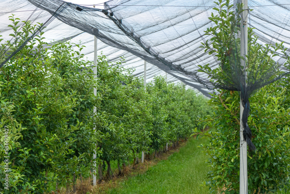 Hail and bird protective netting in apple fruit tree orchard in spring