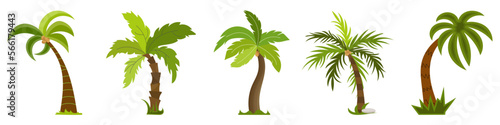 Palm tree vector collection in a flat style. Island forest. Tropical palm trees.