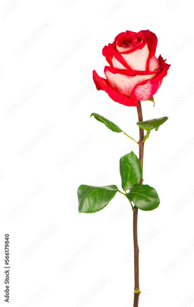 Red rose flower with clipping path, side view. Beautiful single red rose flower on stem with leaves isolated on white background. Natur object for design to Valentines Day, mothers day, anniversary Red rose flower with clipping path, side view. Beautiful single red rose flower on stem with leaves isolated on white background. Natur object for design to Valentines Day, mothers day, anniversary