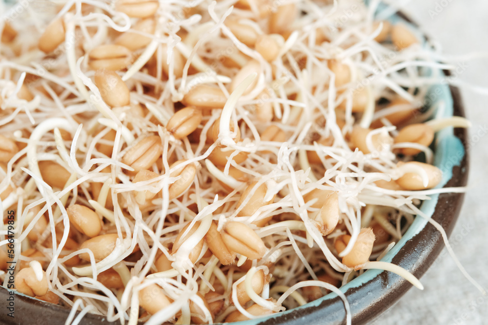 Sprouted wheat grains in a bowl on a linen napkin. Selective focus.