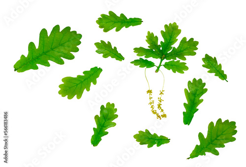 Oak leaves isolated on white, top view