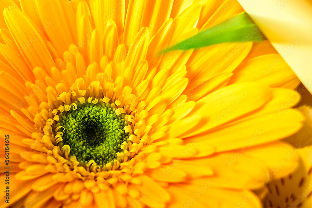 Spring background with beautiful yellow big flower Spring background with beautiful yellow big flower