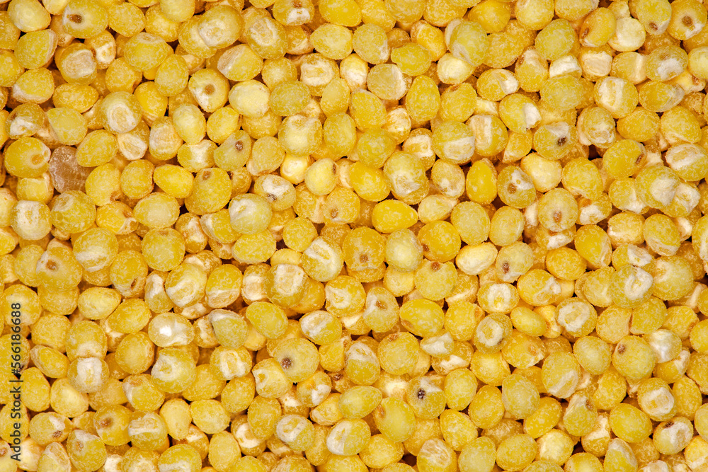 Millet ground, grits from round yellow grains in bulk, closeup macro