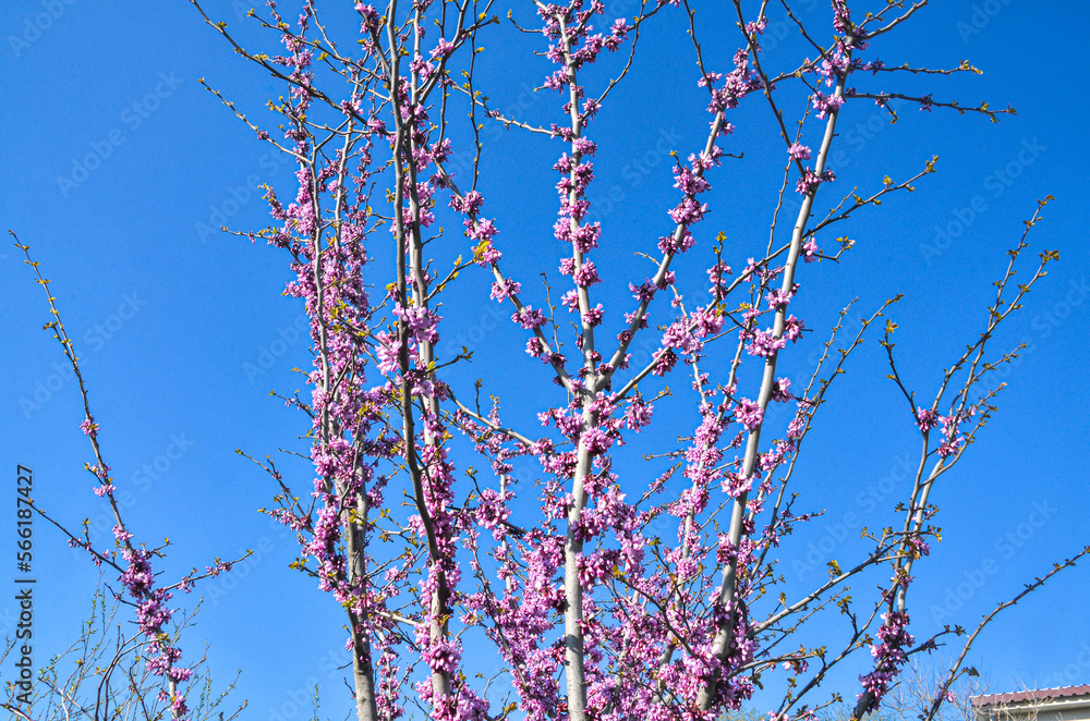 Judas tree (Cercis siliquastrum) flowers in spring on the banks of Susurluk river near Sultancayiri, Turkey Judas tree (Cercis siliquastrum) flowers in spring on the banks of Susurluk river near Sultancayiri, Turkey