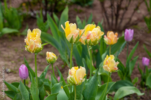 Fresh spring terry tulips grow in a flower bed