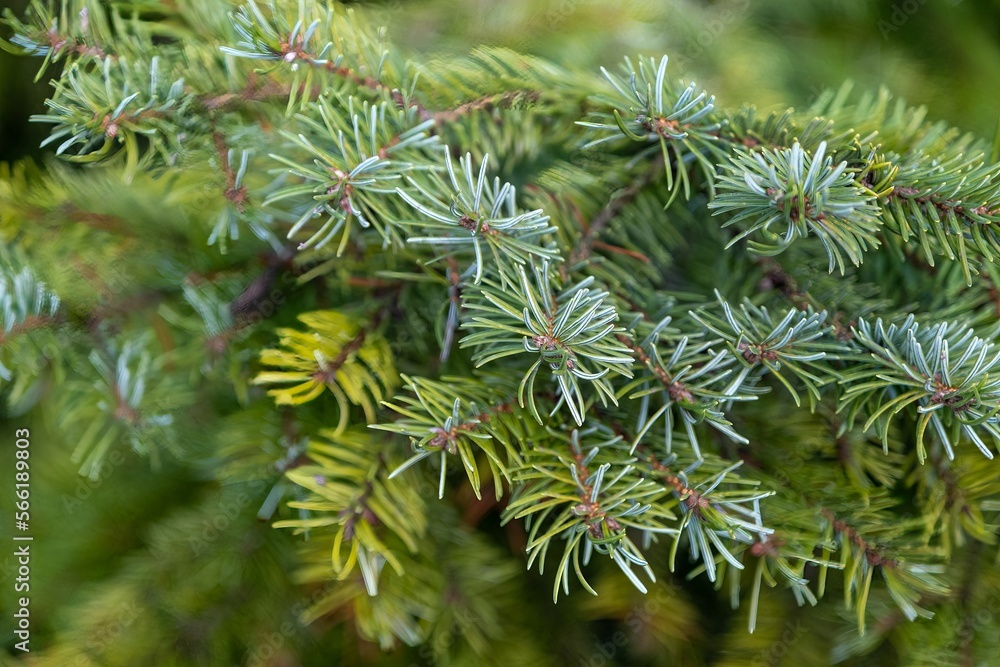 Spruce branches with young light green shoots abstract natural background texture. Young pine shoots. Spruce branches with young light green shoots abstract natural background texture. Young pine shoots.