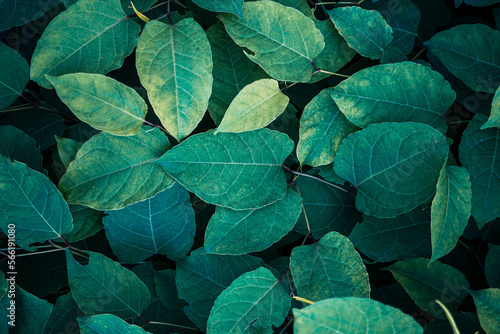 green plant japanese knotweed leaves in springtime  fallopia japonica leaves