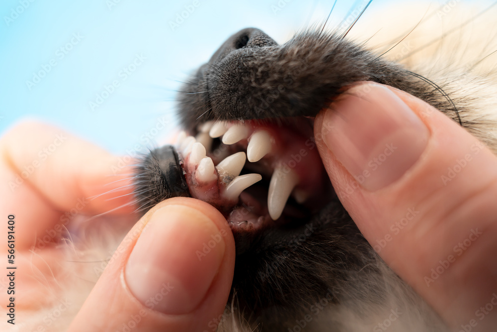 Pomeranian puppy and dental issues, malocclusion and baby teeth, double