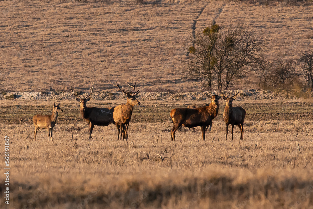 troupeau de cerfs et biches troupeau de cerfs et biches