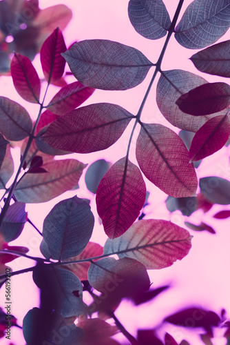 red tree leaves in autumn season, pink background