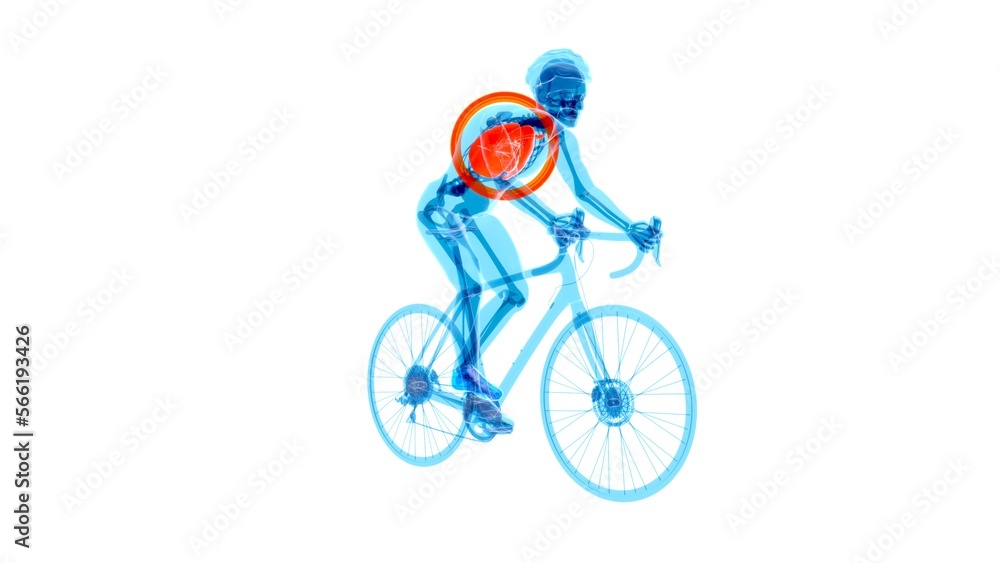 Fototapeta premium 4K anatomy of a X-ray cyclist riding