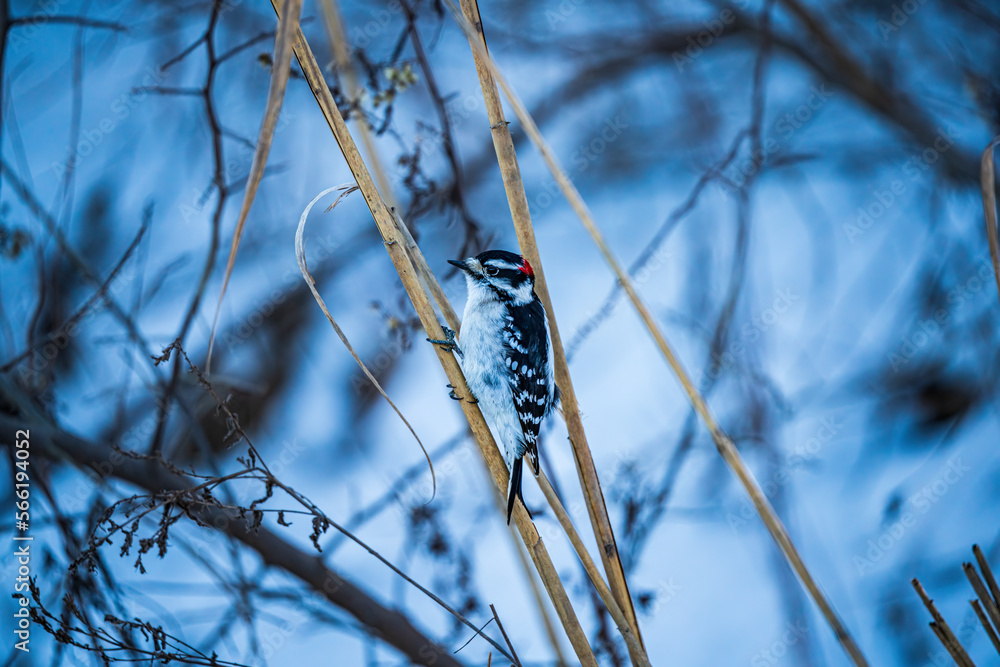 Downy Woodpecker on a branch Downy Woodpecker on a branch