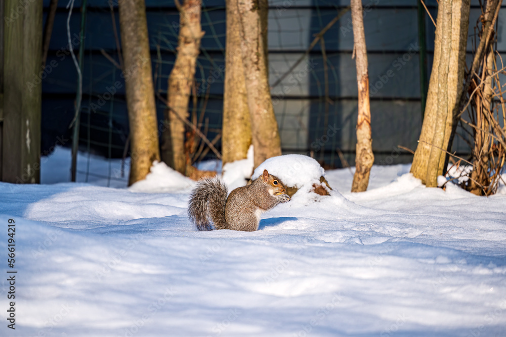 Obraz premium Squirrel in the snow
