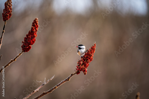 Chickadee On A Red Berry Flower In Winter