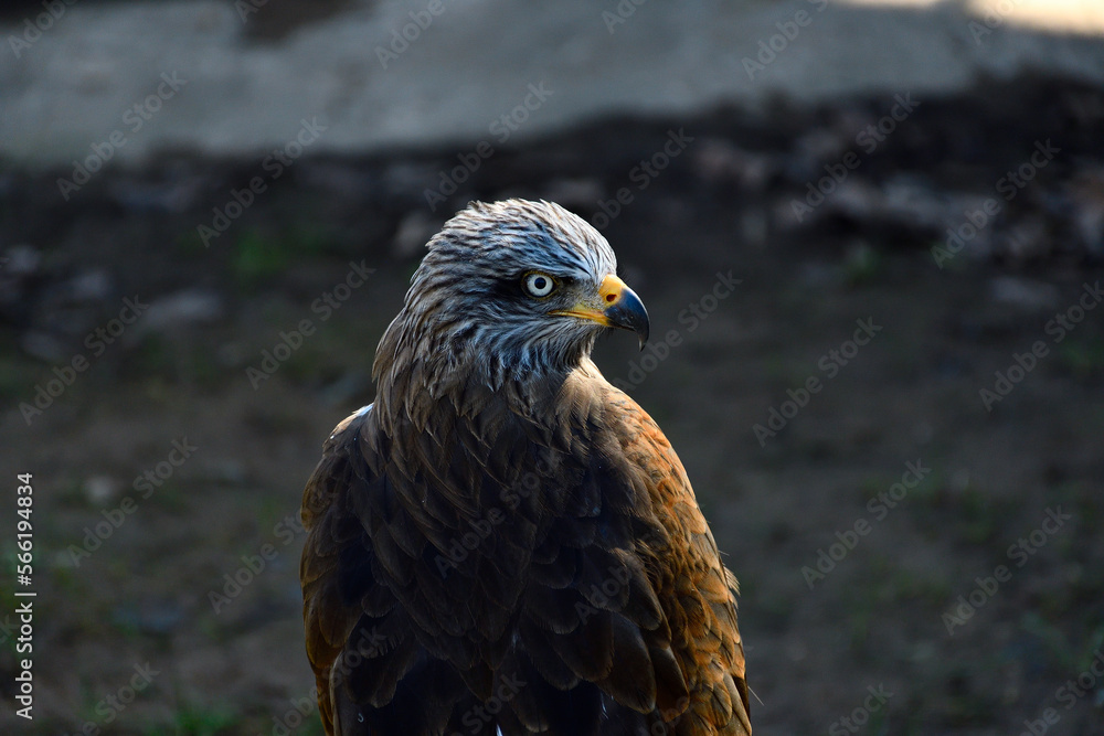 Hawk Eye Hawk Eye