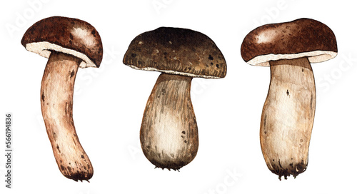 Set of watercolor porcini mushroom illustration. Forest autumn nature plant food vegetable