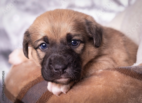 Cute puppy of golden color with a dark muzzle Incredibly beautiful month old puppy with expressive eyes Portrait of a beautiful little puppy Tiny dog with blue eyes close-up