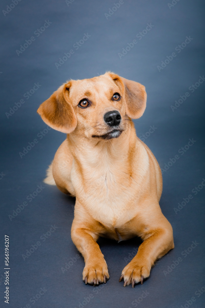 Freisteller von liegendem Hund