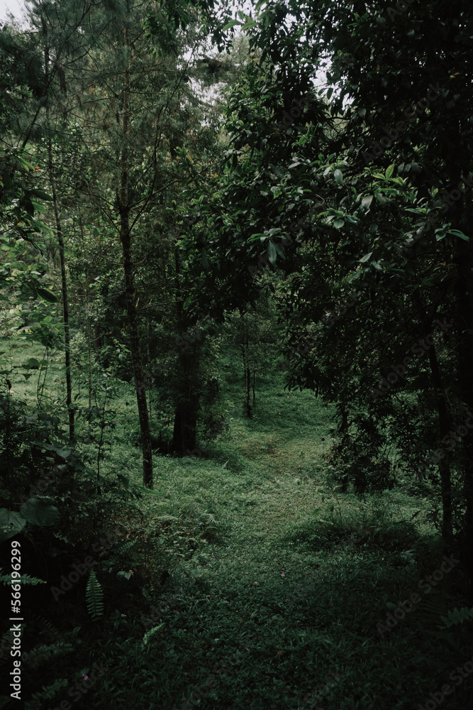 Fototapeta premium forest in the morning