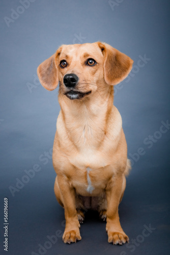 Freisteller von sitzendem Hund