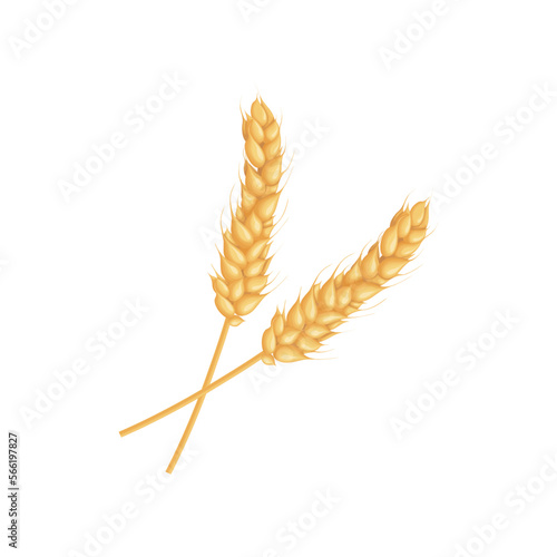 An ear of wheat. Two ears of wheat. cereal plants. Illustration for food packaging. Vector illustration isolated on a white background