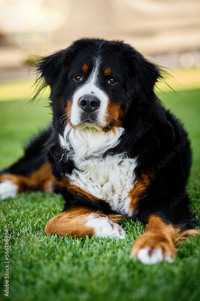A friendly Bernese Mountain Dog is lying on a lush green field, surrounded by tall grass. The dog has a rich black, white and brown coat