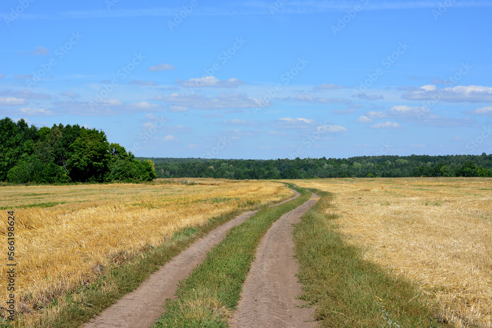 country road going through the dry agricultural field to horizon with blue sky and forest