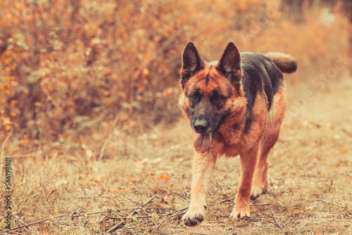 Beautiful young german shepherd dog coming action  outdoors