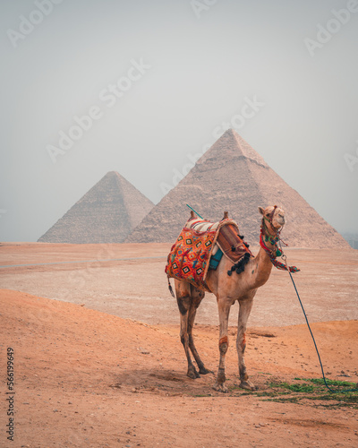 Camels in the pyramids of Giza  Cairo 