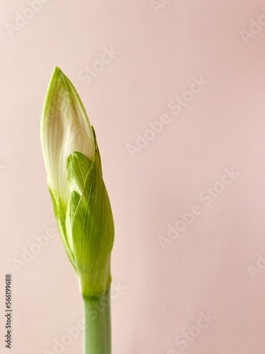 Close up image of amaryllis flower bud Hippeastrum